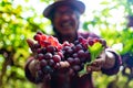 Senior Farmers Hands with Freshly Harvested Black or blue grapes Royalty Free Stock Photo