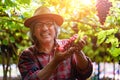 Senior Farmers Hands with Freshly Harvested Black or blue grapes Royalty Free Stock Photo