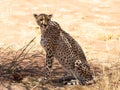 Senior female cheetah sitting in the shade staring with lazy expression