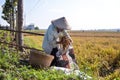 Senior female farmer collecting paddy