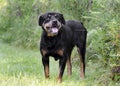 Senior female German Rottweiler dog