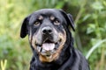 Senior female German Rottweiler dog