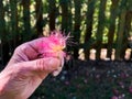 Senior female hand holding a Mimosa tree flower in the hand Royalty Free Stock Photo