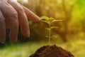 a senior female hand touching a young small plant sprout, nature and human connection concept Royalty Free Stock Photo