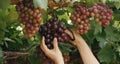 Senior female hands harvesting black Maroo seedless grapes cutting it from grapevine in vineyard. Growing table grapes at home the