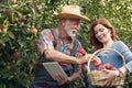 Senior fruit grower picking apples for quality control Royalty Free Stock Photo