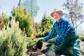 Senior gardener digging in a garden.