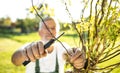 Senior gardener gardening in his garden - pruning trees Royalty Free Stock Photo