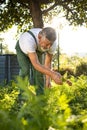 Senior gardener gardening in his garden - harvesting carrots