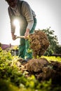 Senior gardener gardening in his permaculture garden