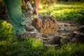 Senior gardener  turning over the soil in his garden with a spade Royalty Free Stock Photo