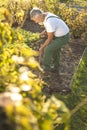 Senior gardener  turning over the soil in his garden with a spade Royalty Free Stock Photo