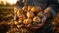 Senior gardener hands holding harvested potatoes in the garden. Mature farmer with a bunch of self-grown vegetables. Growing own