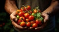 Senior gardener hands holding harvested tomatoes in the garden. Mature farmer with a bunch of self-grown vegetables. Growing own