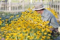 Senior gardener looking at yellow flowers in a flowerbed in a garden in the morning light