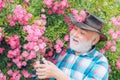 Senior gardener man on spring background. Planting flowers. Happy farmer in cowboy hat having fun on rose yard