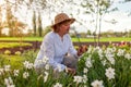 Senior gardener picking daffodil flowers in spring garden. Retired woman cutting stem with pruner. Gardening Royalty Free Stock Photo