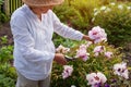 Senior gardener picking tree peonies flowers in spring garden. Retired woman cutting stem with pruner. Gardening Royalty Free Stock Photo