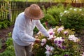 Senior gardener picking tree peonies flowers in spring garden. Retired woman cutting stem with pruner. Gardening Royalty Free Stock Photo
