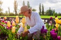 Senior gardener picking tulips flowers in spring garden. Retired woman cutting stem with pruner. Gardening Royalty Free Stock Photo