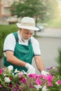 Senior gardener pruning flowers outdoors.