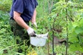 senior gardener stands with a bucket of weeds in the garden