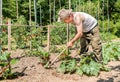 Senior gardener tilling the soil in the garden