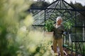 Senior gardener woman carrying crate with plants in greenhouse at garden. Royalty Free Stock Photo