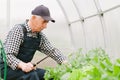 Senior gardener  working in greenhouse. Royalty Free Stock Photo