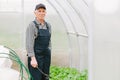 Senior gardener  working in greenhouse. Royalty Free Stock Photo