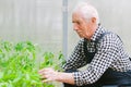 Senior gardener  working in greenhouse. Royalty Free Stock Photo