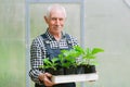 Senior gardener  working in greenhouse. Royalty Free Stock Photo