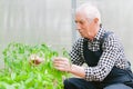 Senior gardener  working in greenhouse. Royalty Free Stock Photo