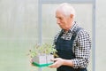 senior gardener working in greenhouse. Royalty Free Stock Photo
