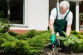 Senior gardener working Royalty Free Stock Photo