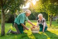 Senior gardeners couple, apple basket. Royalty Free Stock Photo