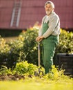 Senior gardenr gardening in his garden