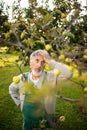 Senior gardenr gardening in his permaculture garden