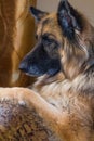 Senior German Shepherd Alsation waits for her people to return home