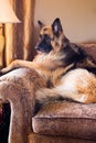 Senior German Shepherd Alsation waits for her people to return home Royalty Free Stock Photo