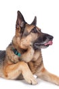 Senior german shepherd dog