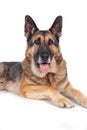 Senior german shepherd dog