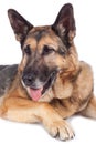 Senior german shepherd dog