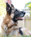 Senior German Shepherd Dog portrait laying in grass. Beautiful old dog with white muzzle Outdoor animal theme Royalty Free Stock Photo