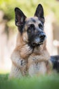 Senior German Shepherd Dog portrait laying in grass. Outdoor animal theme