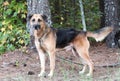 Senior German Shepherd and Hound mix breed dog male outside on leash