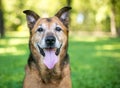 A senior German Shepherd mixed breed dog panting Royalty Free Stock Photo