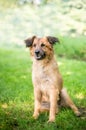 A senior German Shepherd mixed breed dog Royalty Free Stock Photo