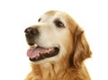 Senior Golden Retriever Dog on White Background Royalty Free Stock Photo