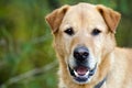 Senior Golden Retriever Mixed Dog Adoption Portrait